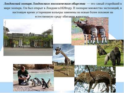 Зоопарк Ниаби
