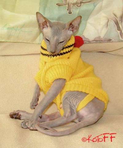 Модные петли: вяжем одежду для кота