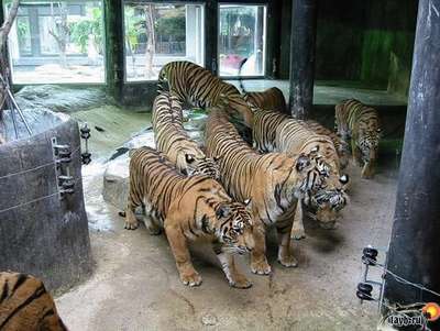 Зоопарк тигров Си Рача