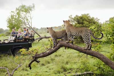 Парк дикой природы африканское сафари