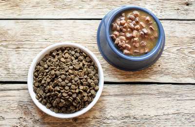 Кошачий корм: консервированный или сухой?