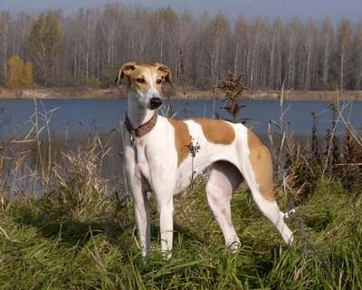 Венгерская борзая (Hungarian Greyhound)