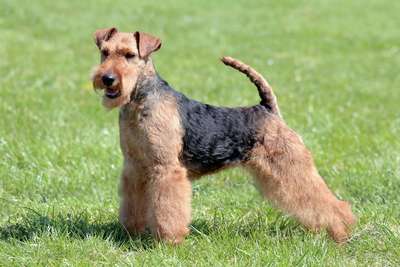 Вельш-терьер (Welsh Terrier)