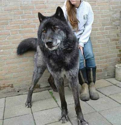 Волкособ (Wolf Hybrid): описание породы собак, внешний вид, фото и видео