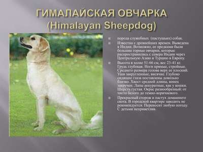 Гималайская овчарка (Himalayan Sheepdog)