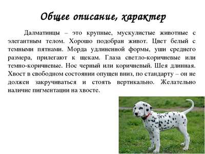 Порода собак Далматин (Далматинец, Dalmatians, Dalmatian): описание, внешний вид, фото и видео