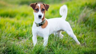Джек-рассел-терьер (Jack Russell Terrier): описание породы, внешний вид и фото