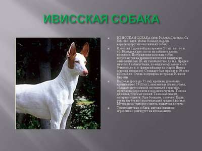 Ивисская собака (Podenco Ibicenco, Ca Eibisenc, Ibizan Hound): описание породы, внешний вид и фото