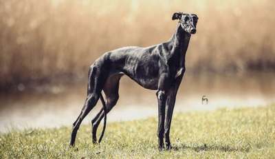 Испанская борзая, гальго (Galgo Espanol, Spanish Greyhound)