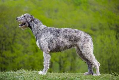 Ирландский волкодав (Irish Wolfhound)