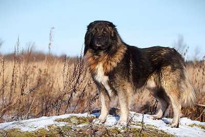 Кавказская овчарка (Caucasian Sheepdog)