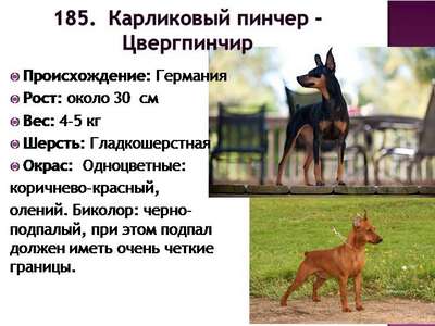 Карликовый пинчер- миниатюрная порода собак, описание породы карликовый пинчер с фото