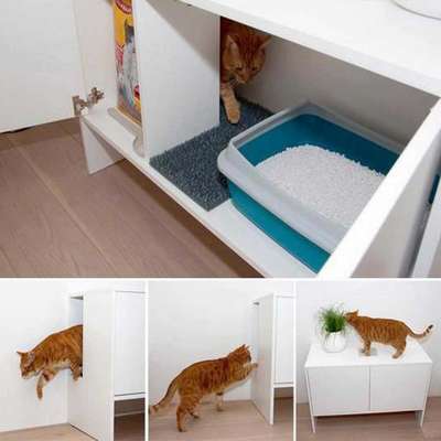 Как правильно выбрать место для туалета кошки