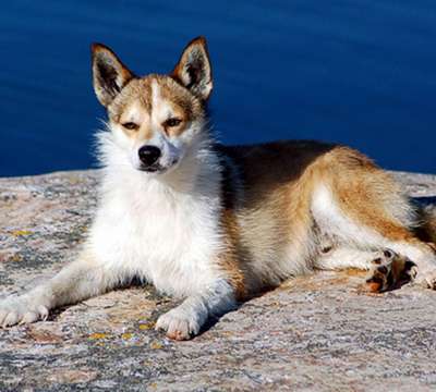 Лундехунд (Lundehund, Norwegian Puffin Dog)