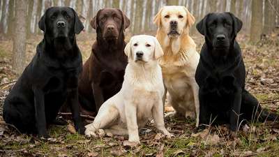 Лабрадор-ретривер (Labrador Retriever): описание породы собак, фото и видео