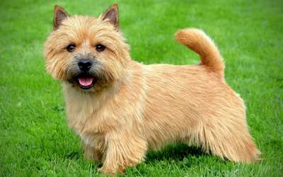 Норвич-терьер (Norwich Terrier)
