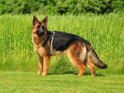 Немецкая овчарка (Deutscher Schaferhund, German Shepherd Dog)