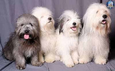 Порода собак Одис: фото, внешний вид и описание
