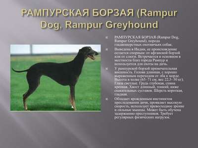 Рампурская борзая (Rampur Dog, Rampur Greyhound)