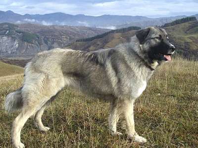 Румынская карпатская овчарка (Rumanian Sheepdog, Carpathian Sheepdog)