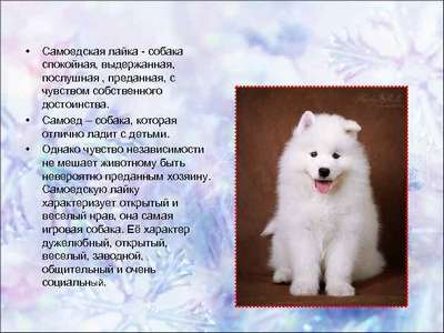 Самоедская лайка (Samoyed): описание породы собак, внешний вид, фото и видео