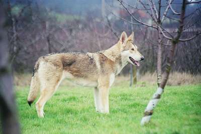 Сарлосская волчья собака (Saarloos Wolfhound)