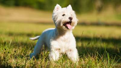 Уэст-хайленд-уайт-терьер (West Highland White Terrier)