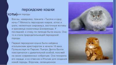 Уход за персидской породой кошек: особенности содержания