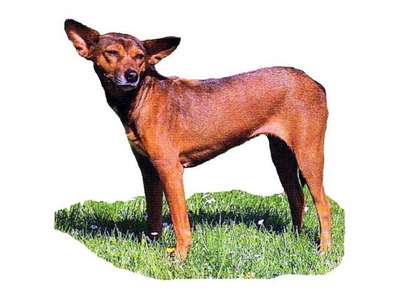 Хахо-аву, порода собак