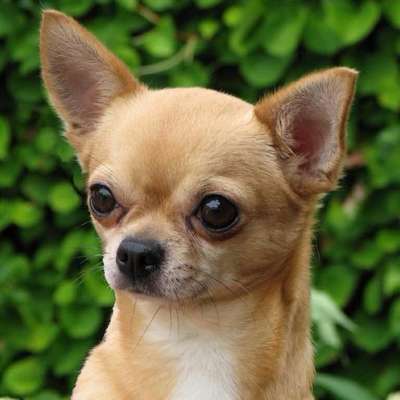 Чихуахуа (Chihuahua). Порода собак
