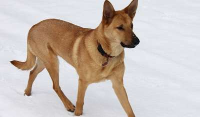 Чинук (Chinook). Порода собак