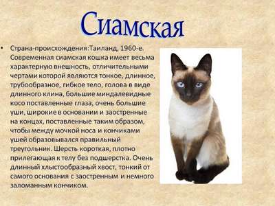Содержание сиамских кошек: особенности породы, уход и основные проблемы
