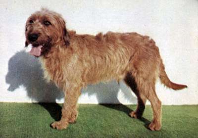 Штирский бpaкк (Sryrian Rough-Haired Mountain Hound),порода гончих собак