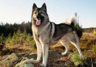Шведский элкхаунд- охотничья порода собак, отличный сторож