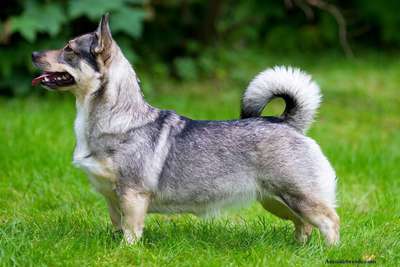 Шведский вальхунд, порода собак