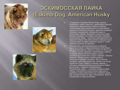 Эскимосская лайка (Eskimo Dog, American Husky, Esquimaux, Canadian Eskimo Dog), порода служебных собак, ездовая собака