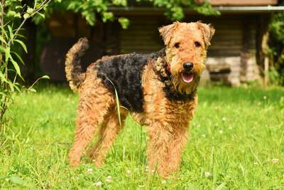 Эрдельтерьер (Airedale-Terrier), порода служебных собак, охотничья собака, эрдельтерьер, эрдетерьер