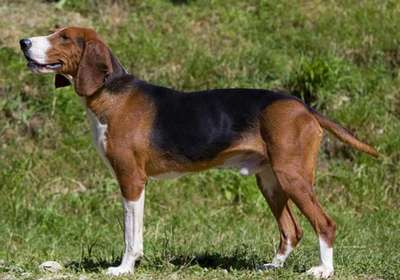 Югославская трехцветная гончая (Yugoslavian Tricolor Hound), редкая порода собак,порода охотничьих собак