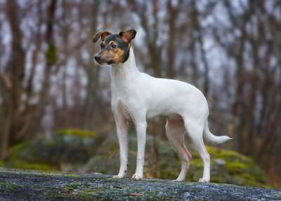 Японский терьер (Japanese Terrier), японская порода собак