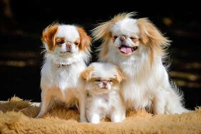 Японский хин (Japanese Chin, Japanese Spaniel), японская порода собак, порода маленьких собак