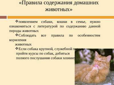 Правила содержания кошки