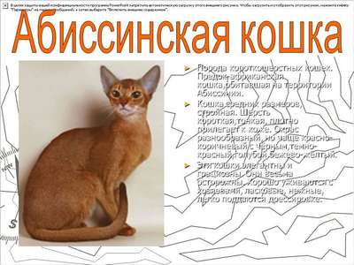 Абиссинская кошка. Порода кошек. Описание и фотографии