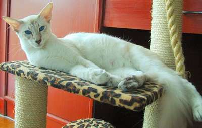Породы кошек - Ангорская кошка (яванез, длинношерстная ориентальная)