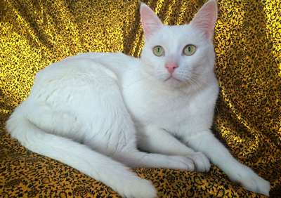 Анатолийская кошка (Турецкая короткошерстная) порода кошек