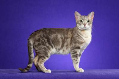 Австралийская дымчатая кошка. Порода кошек. Описание и фотографии