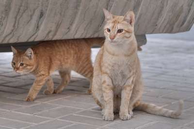 Аравийский мау. Порода кошек. Описание и фотографии