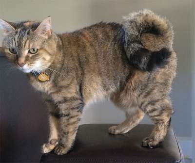 Американский Рингтейл, круглохвостая кошка, порода кошек