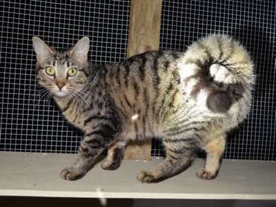 Американский длинношерстный Рингтейл, порода круглохвостых кошек
