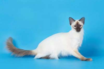 Породы кошек - Балинезийская кошка (балинез)