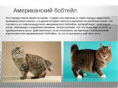 Бобтейл - порода кошек: внешний вид, описание и фотографии